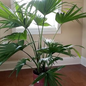 Patch Palm