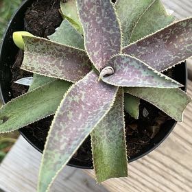 Photo of the plant species Mangave 'Barney' by @DoughtyRedfir named Walt on Greg, the plant care app