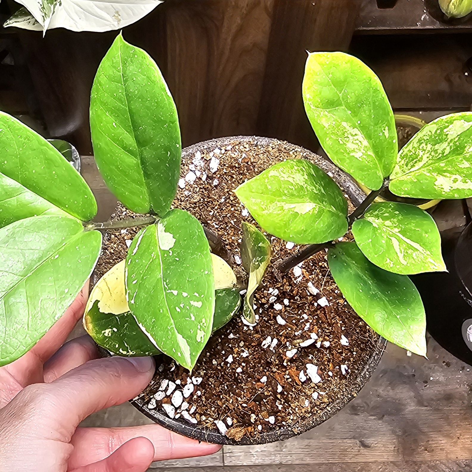 Photo of the plant species ZZ Plant Variegated by @EsteemedCowvine named Tree Diddy on Greg, the plant care app