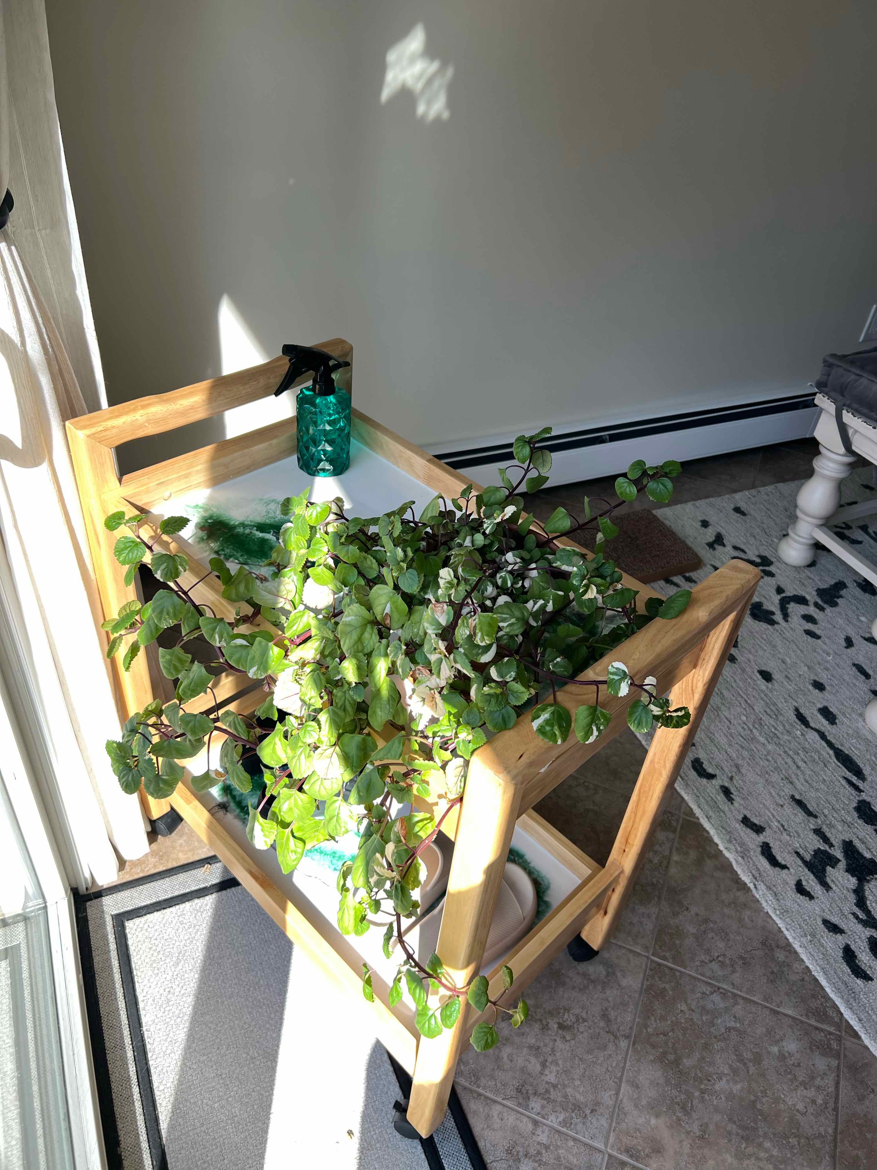 Photo of the plant species Variegated Swedish Ivy by @ClassyAraceae named A on Greg, the plant care app