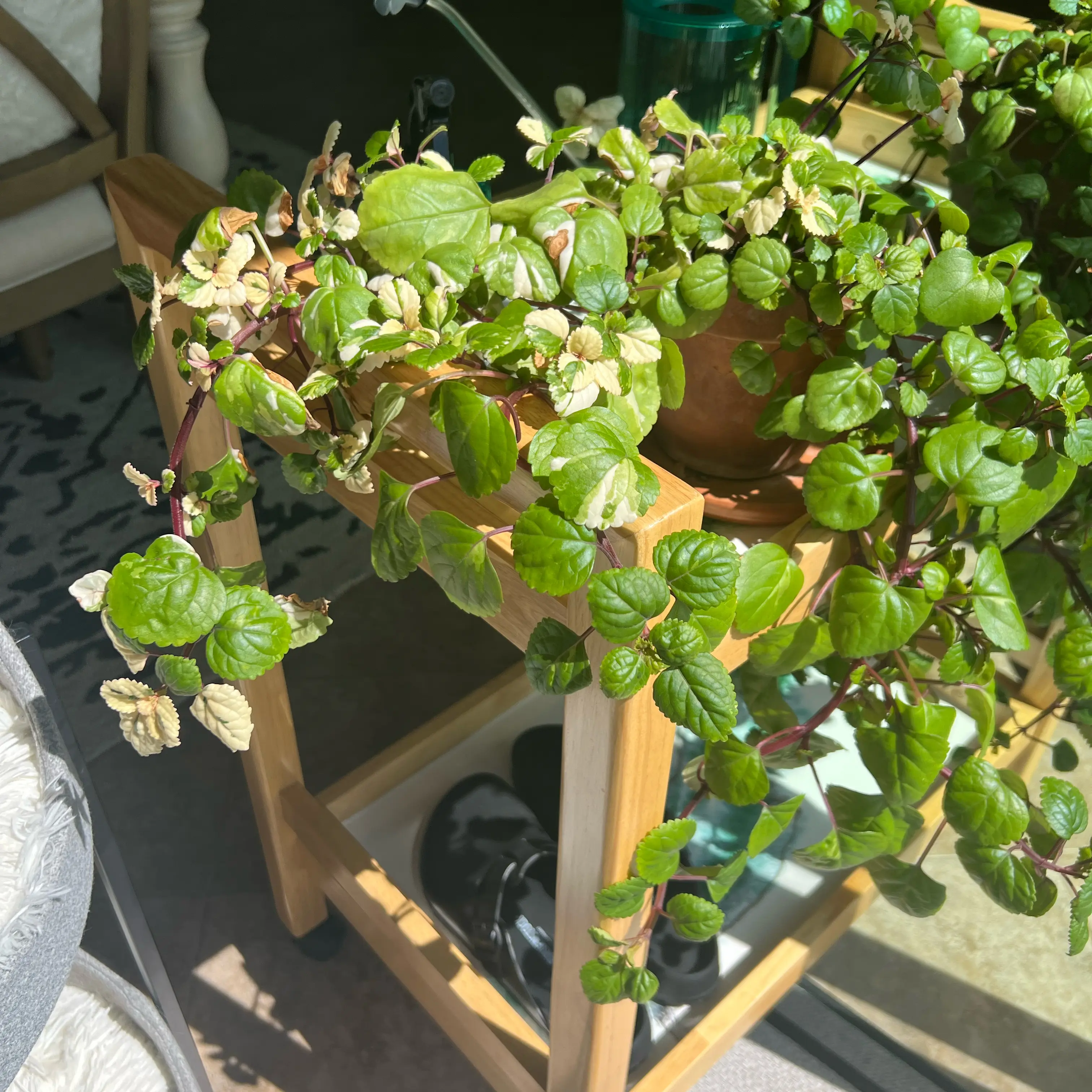 Photo of the plant species Variegated Swedish Ivy by @ClassyAraceae named B on Greg, the plant care app