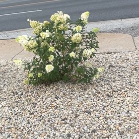 Photo of the plant species European Red Elderberry by @ReallyBluerose named Apollo on Greg, the plant care app