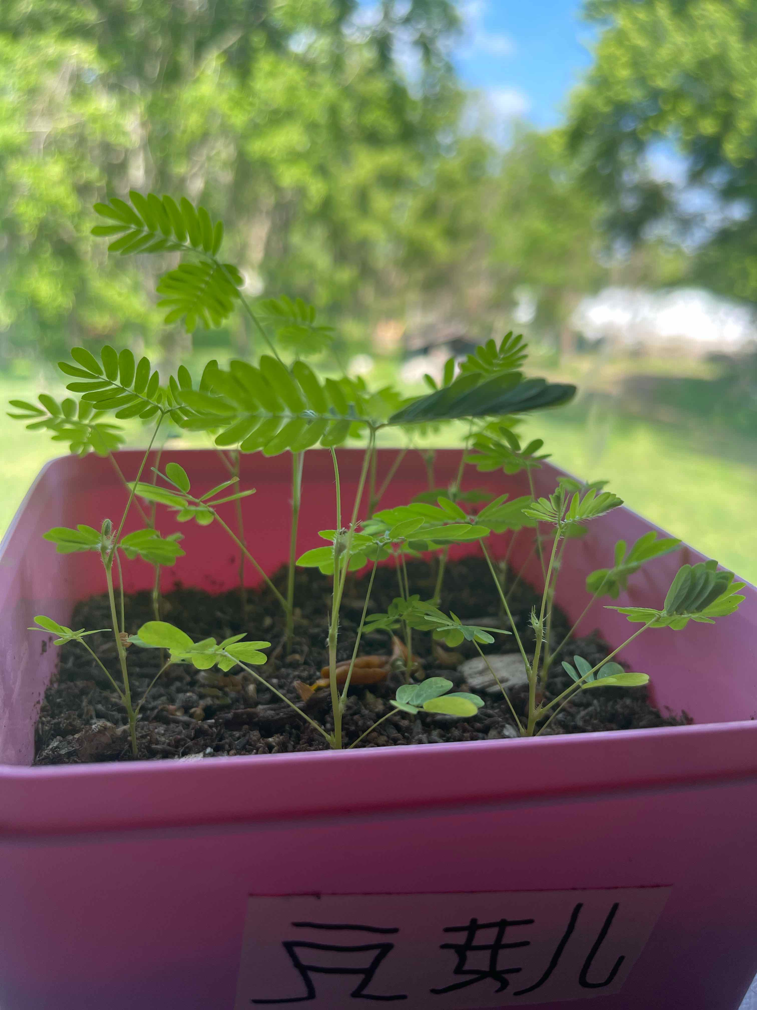 Young Sensitive Plant (Mimosa pudica) in a pink pot with visible soil, well-framed and in focus.
