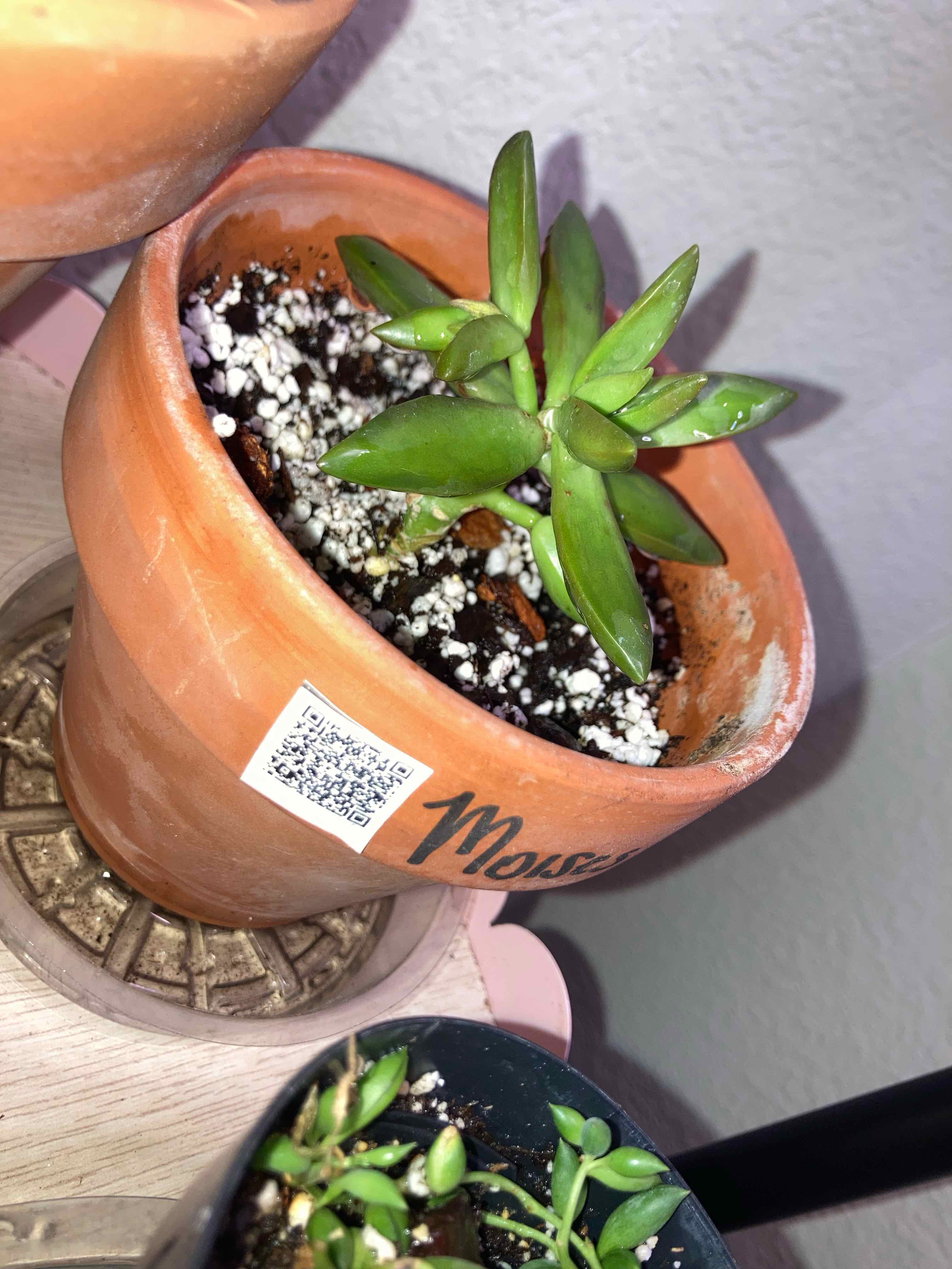 Jade