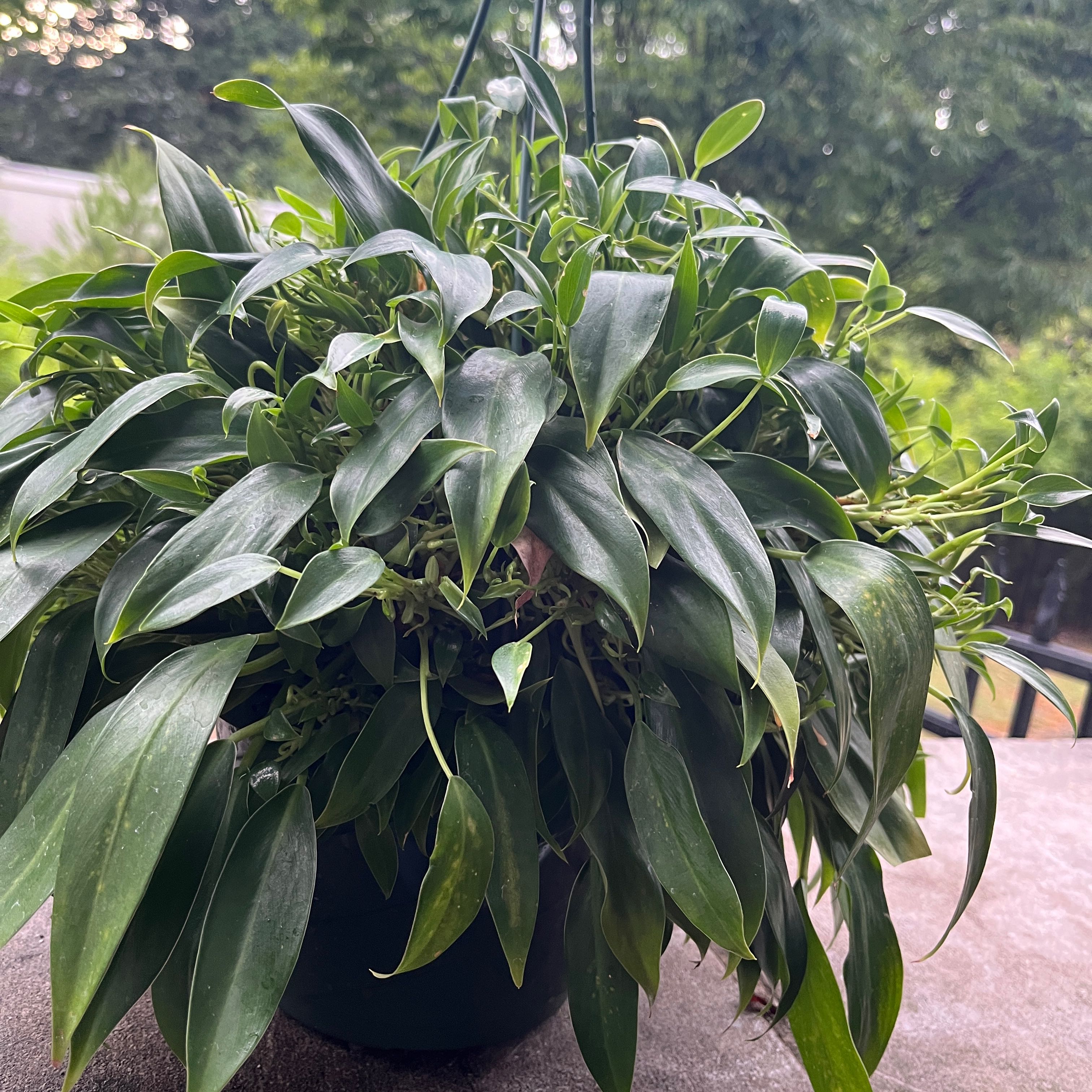 Photo of the plant species Philodendron 'Frilly Philly' by @SwiftBlusher named Eva on Greg, the plant care app