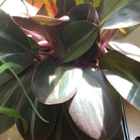Photo of the plant species Brown Spiderwort by @KeenSilvermound named Hamilton on Greg, the plant care app