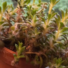 Photo of the plant species Anacampseros retusa by @KeenSilvermound named Sahara on Greg, the plant care app