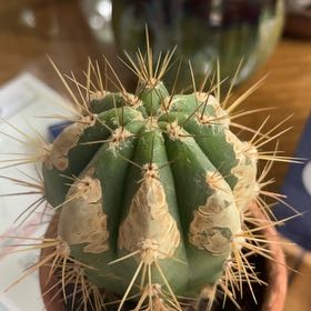 Photo of the plant species Assorted Pilosocereus by @KeenSilvermound named Beyonce on Greg, the plant care app