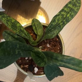 Photo of the plant species Paphiopedilum 'Maudiae Femma' by @KeenSilvermound named Baesil on Greg, the plant care app