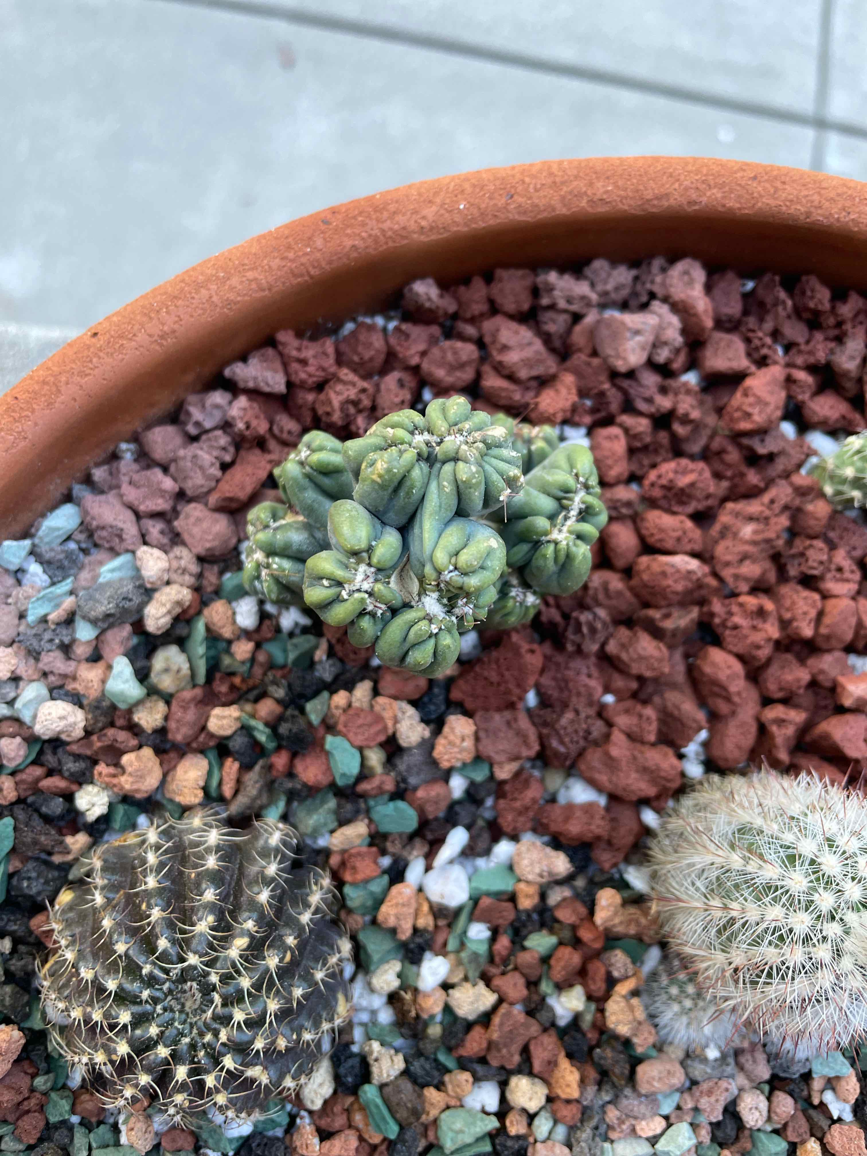 Potted Ming Thing Cactus with other cacti, healthy and well-draining soil visible.