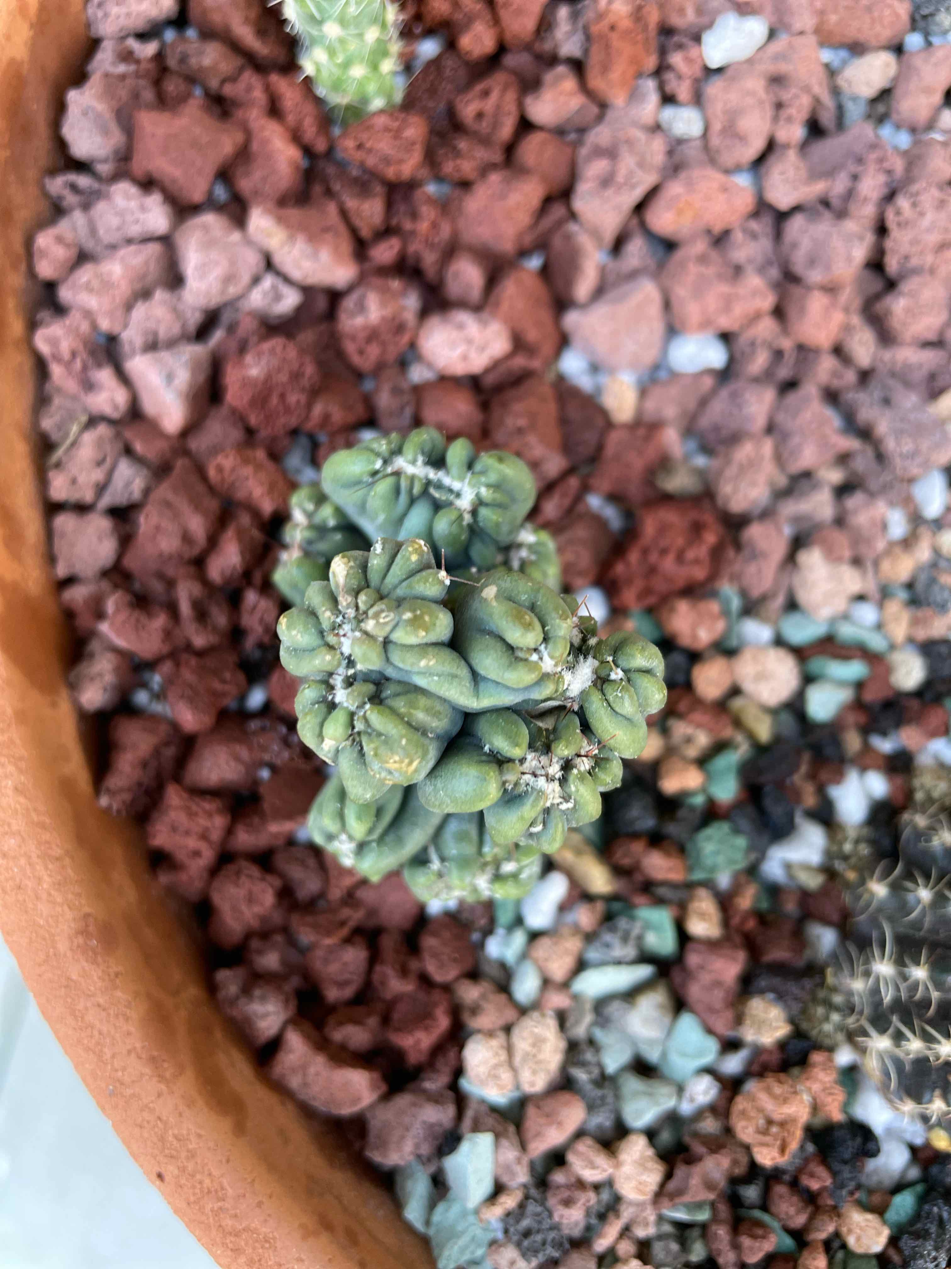 Ming Thing Cactus in a pot with rocky soil, healthy and well-framed.