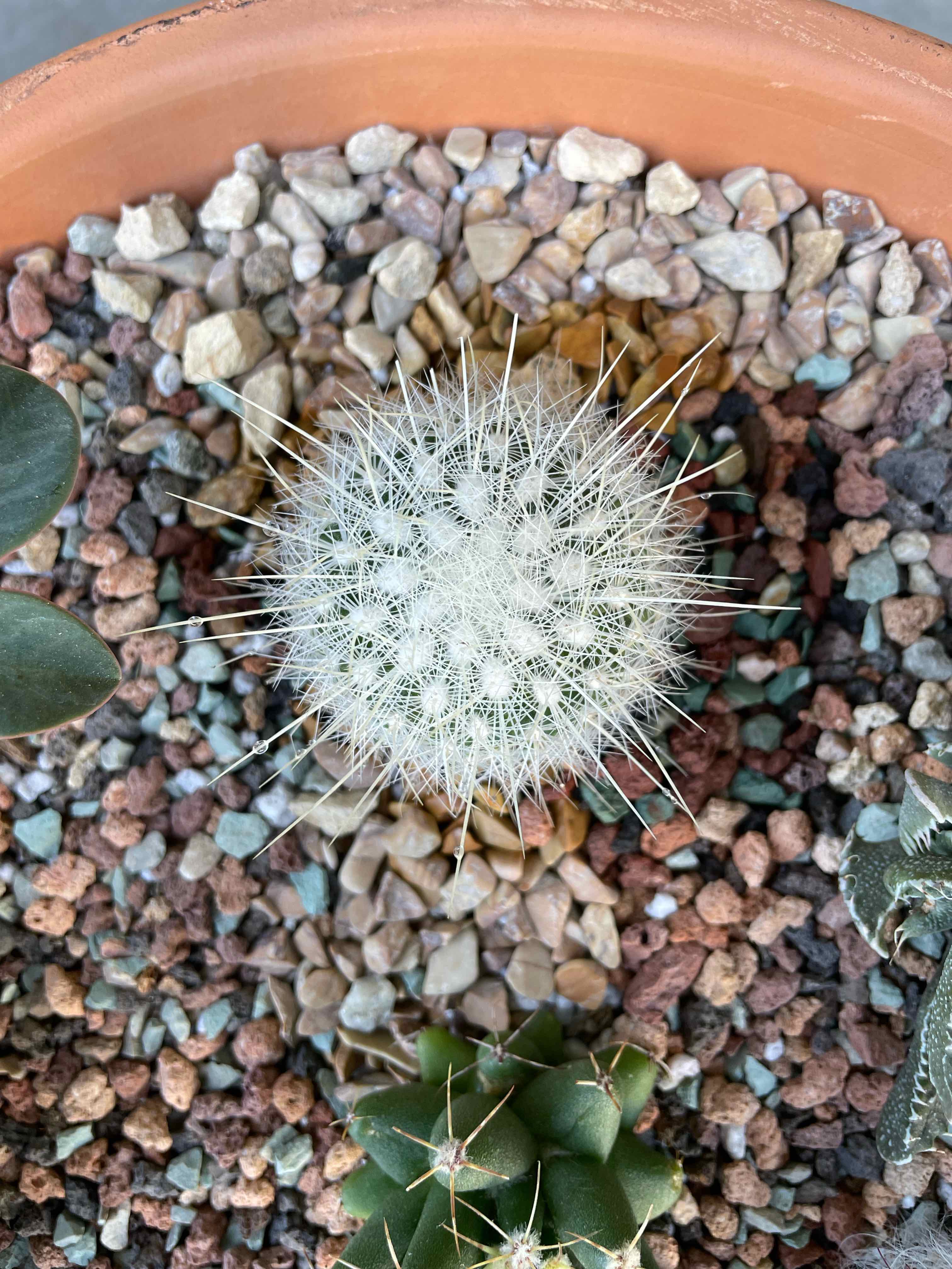 Plant care for Bamboo Orchid on Greg, the plant care app