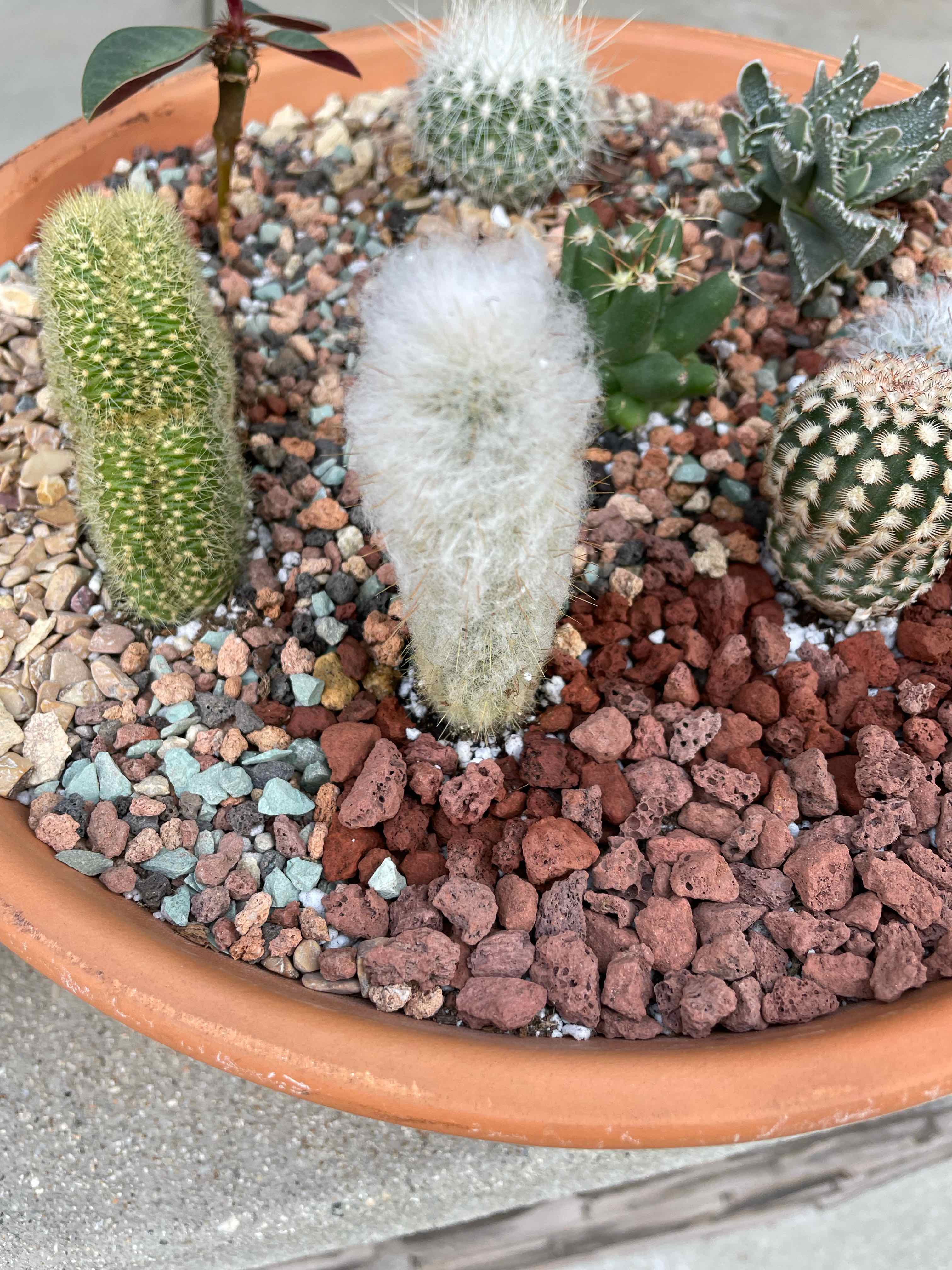 Potted arrangement of multiple cacti, including the Peruvian Old Man Cactus, in well-drained soil.