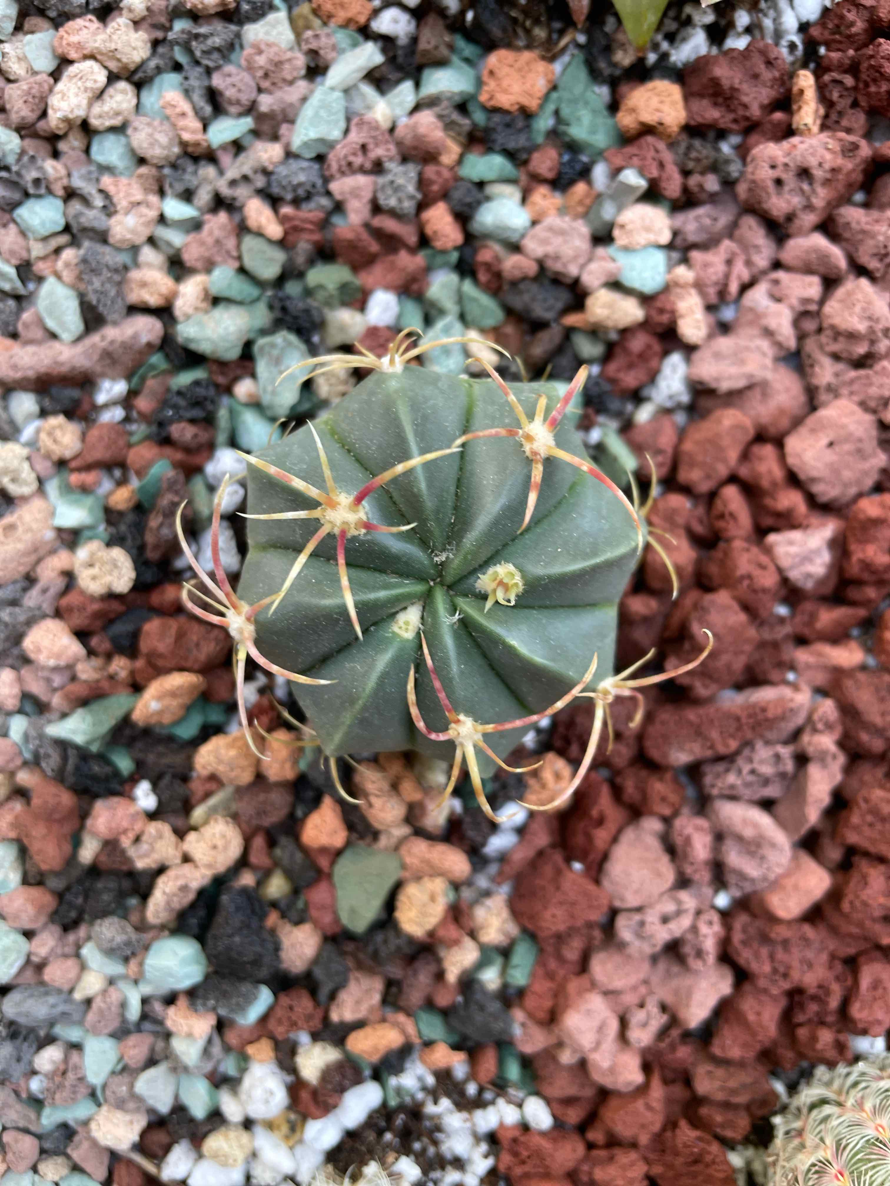 Devil's Pincushion cactus surrounded by rocky soil.