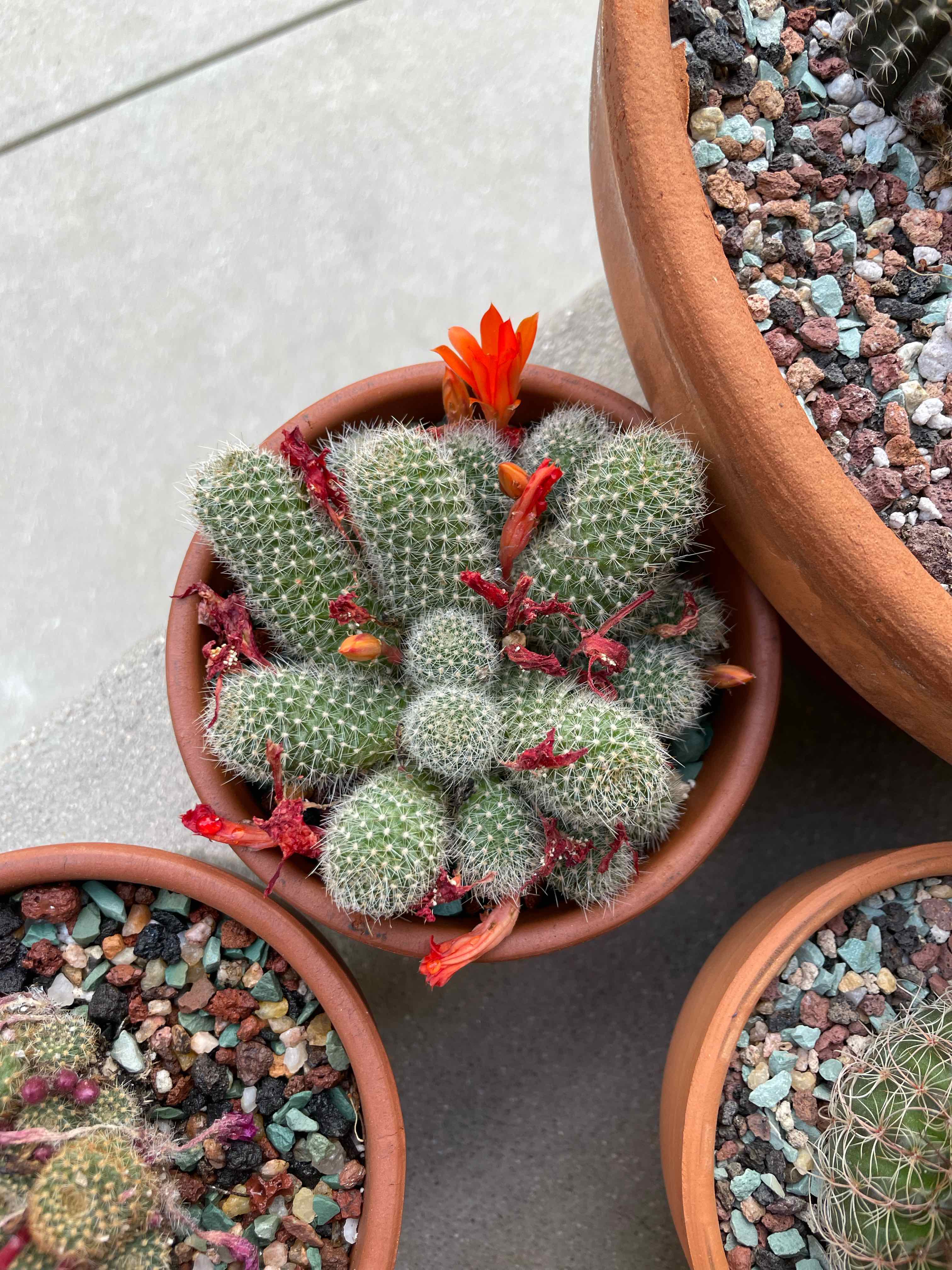Orange Crown Cactus in a terracotta pot with bright orange flowers.