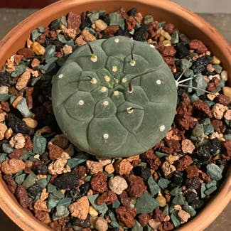 Peyote plant in Somewhere on Earth