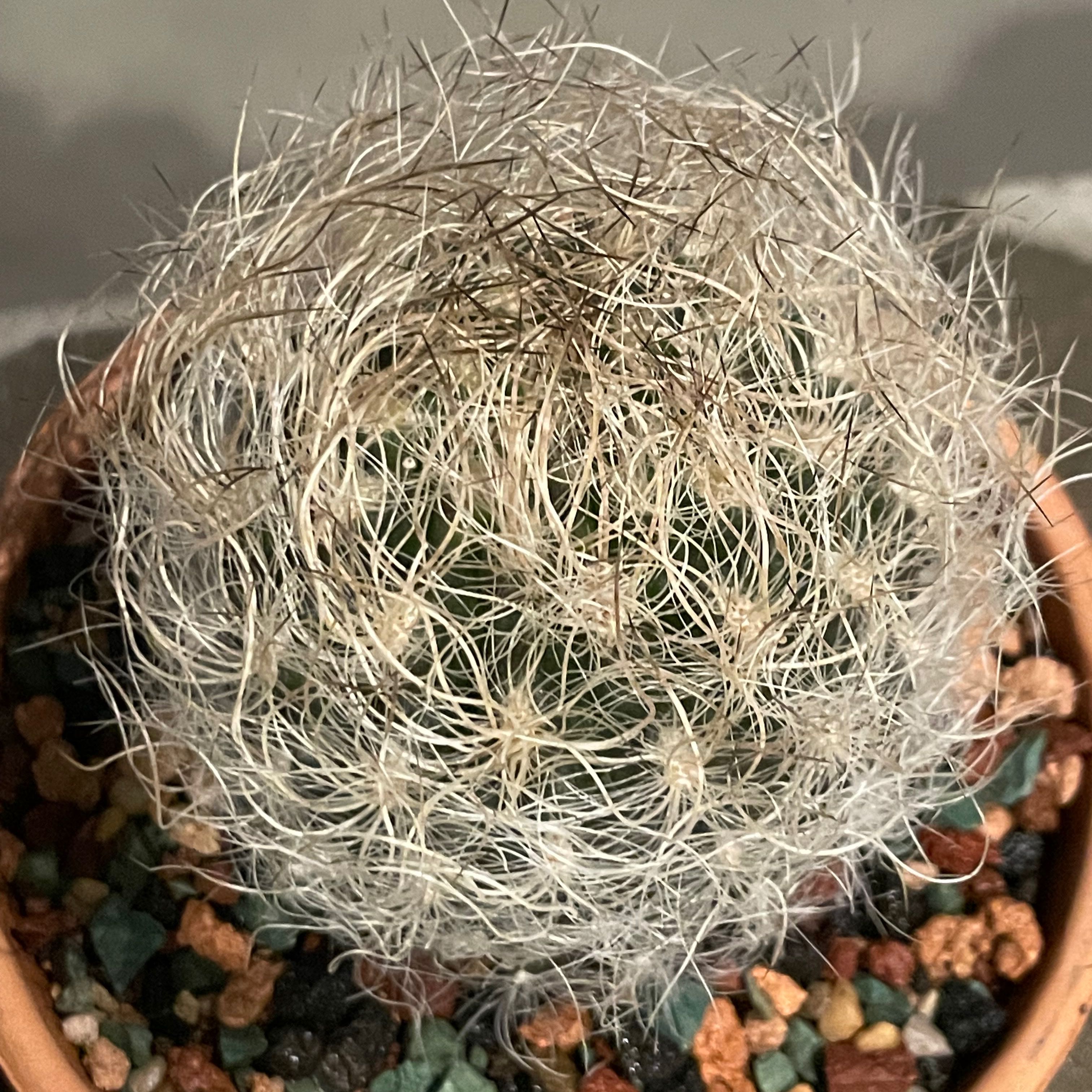 Photo of the plant species Neoporteria nidus senilis by Jerry named Neoporteria nidus senilis on Greg, the plant care app