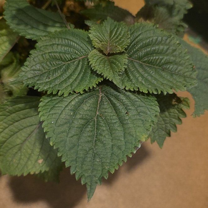 Photo of the plant species Beefsteak Plant by @DivineWhitlavia named Sage on Greg, the plant care app