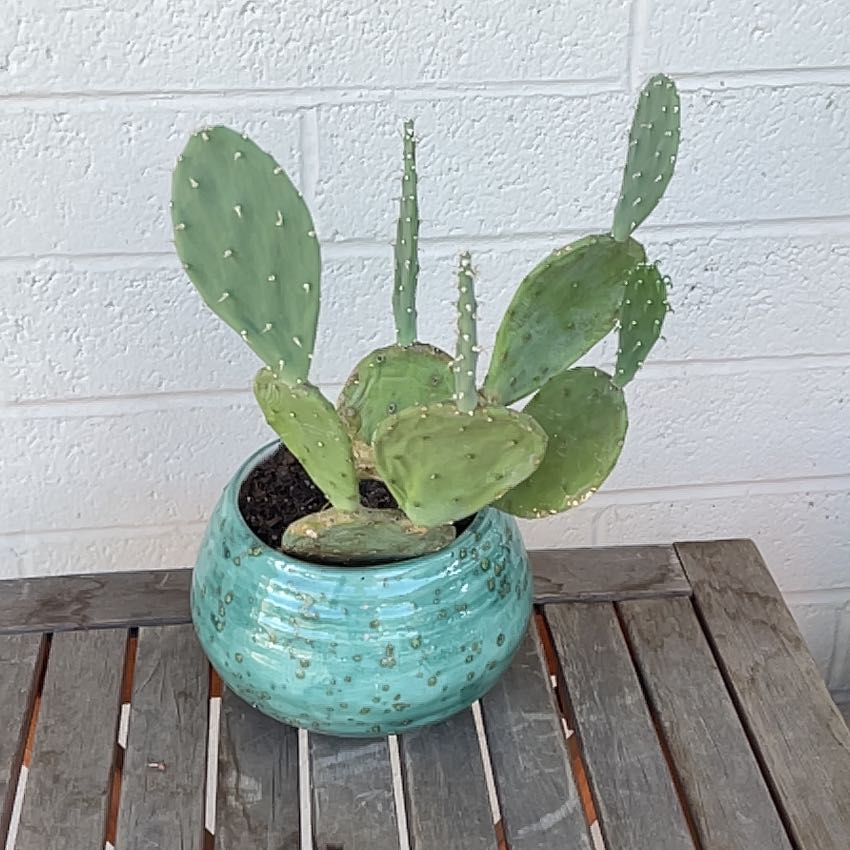 Photo of the plant species Spineless Prickly Pear by @RechercheLovage named Hamilton on Greg, the plant care app