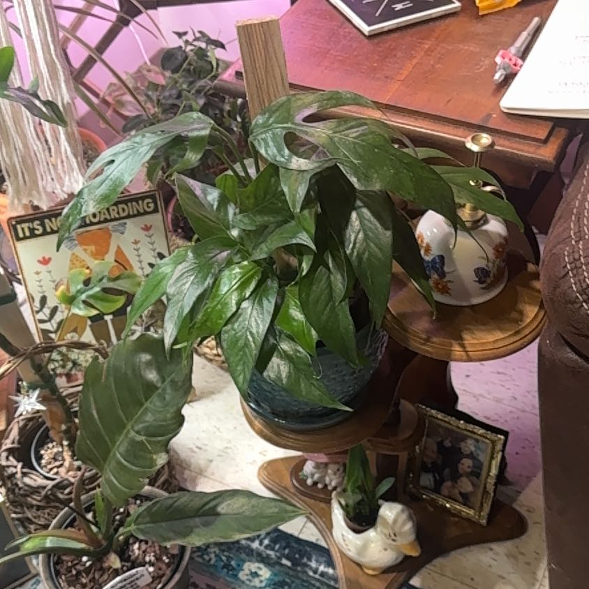 Photo of the plant species baltic blue pothos by @UberDragonfruit named Bluey on Greg, the plant care app
