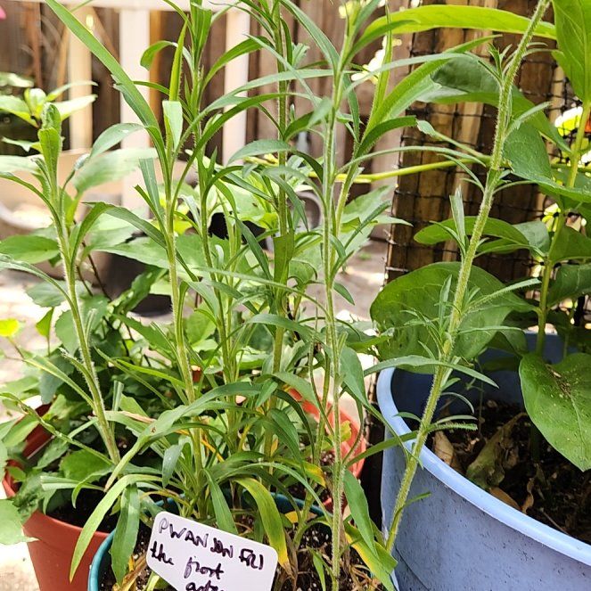 Photo of the plant species Frost Aster by @catx4xplants named Pwason Fri on Greg, the plant care app