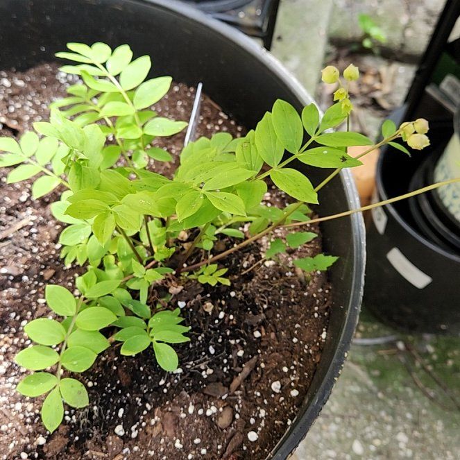 Photo of the plant species Spreading Jacob's Ladder by @catx4xplants named Poht Ang on Greg, the plant care app