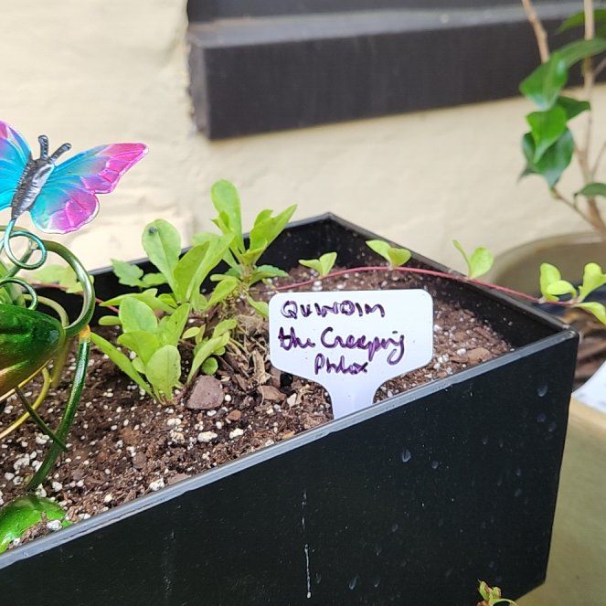 Photo of the plant species Creeping Phlox 'Pink Buttons' by @catx4xplants named Quindim on Greg, the plant care app