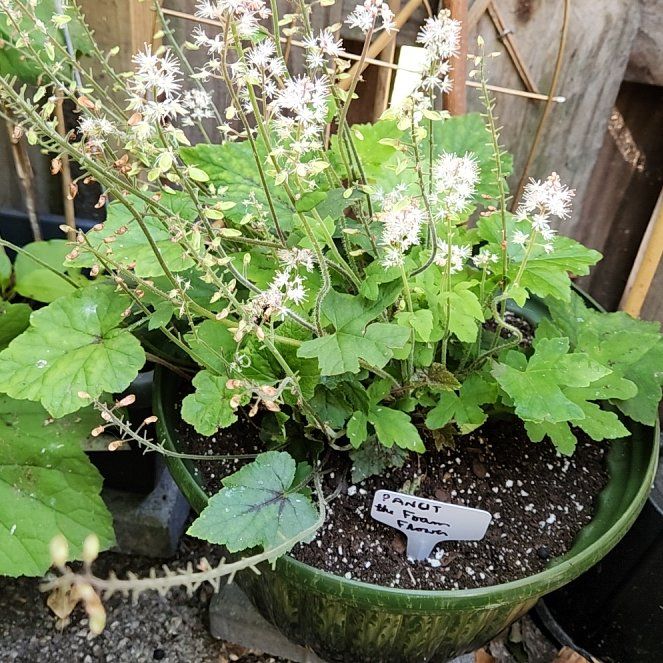 Photo of the plant species Foam Flower by @catx4xplants named Pancit on Greg, the plant care app