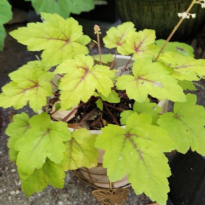 Photo of the plant species Foamy Bells by @catx4xplants named Laksa on Greg, the plant care app