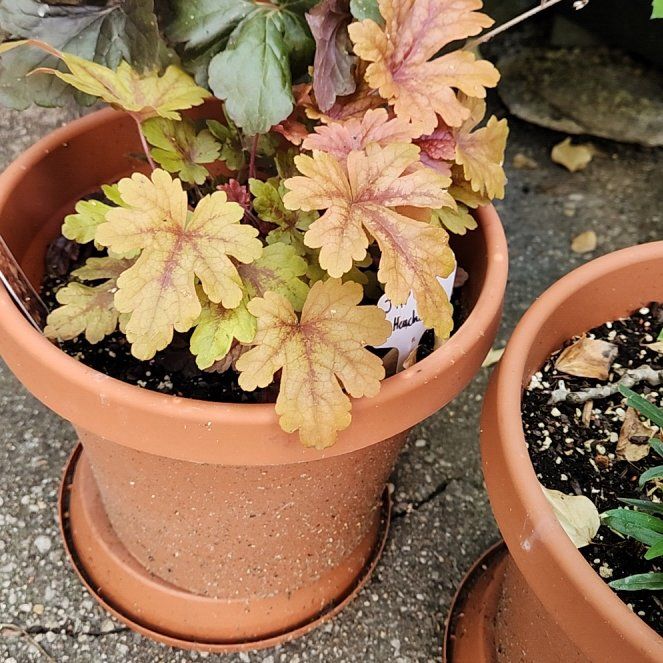 Photo of the plant species Foamy Bells by @catx4xplants named Japchae on Greg, the plant care app
