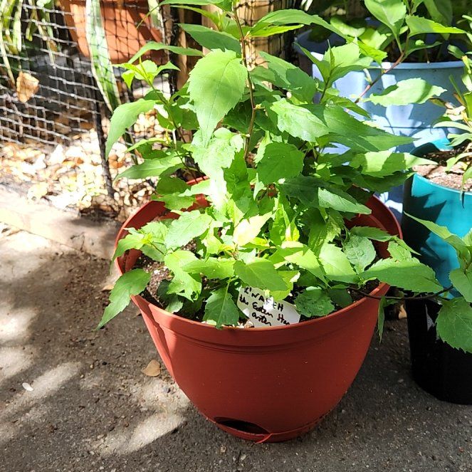Photo of the plant species White Wood Aster 'Eastern Star' by @catx4xplants named K'nafeh on Greg, the plant care app