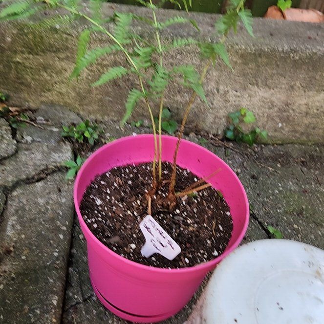 Photo of the plant species Uniform Wood Fern by @catx4xplants named M'smen on Greg, the plant care app