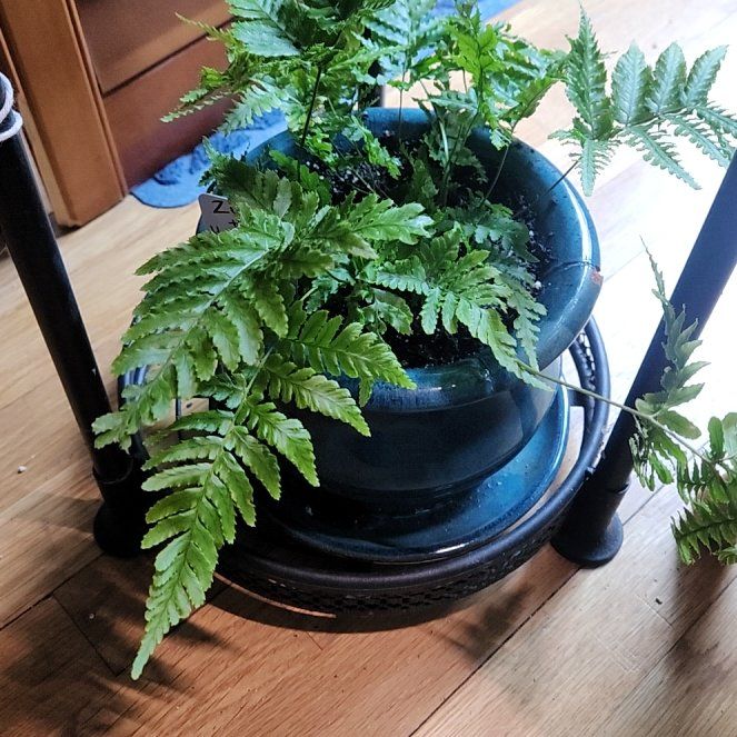 Photo of the plant species Korean Rock Fern by @catx4xplants named Zukedon on Greg, the plant care app