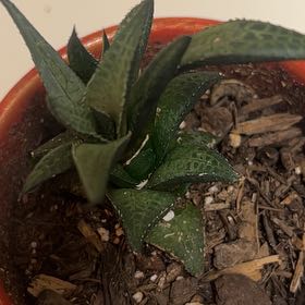 Photo of the plant species Haworthia venosa by @NoblyThaibasil named Wall-E on Greg, the plant care app