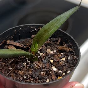 Photo of the plant species Haworthia venosa by @NoblyThaibasil named Sage on Greg, the plant care app