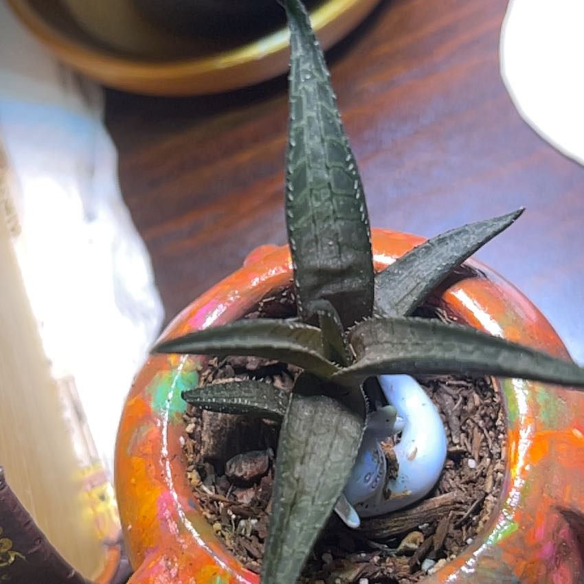 Photo of the plant species Haworthia venosa by @NoblyThaibasil named Muhammad Ali on Greg, the plant care app