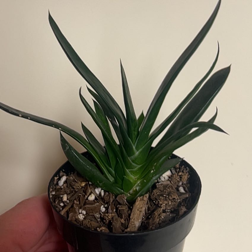 Photo of the plant species Gasteria gracilis by @NoblyThaibasil named Kobe on Greg, the plant care app