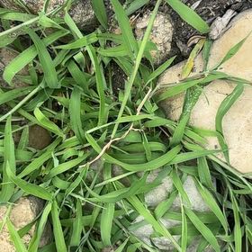 Photo of the plant species Southern Crabgrass by @DiligentBlusher named Apollo on Greg, the plant care app