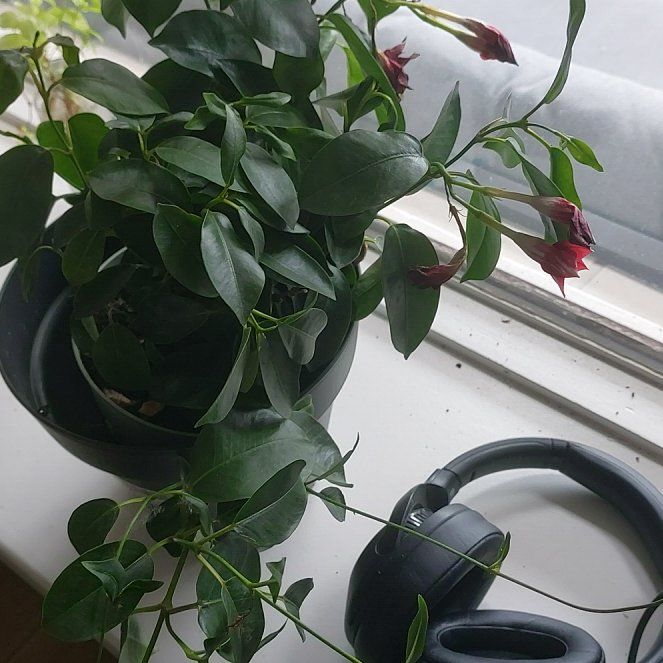 Photo of the plant species Dipladenia by @UpbeatBeachplum named Rode bloemen on Greg, the plant care app