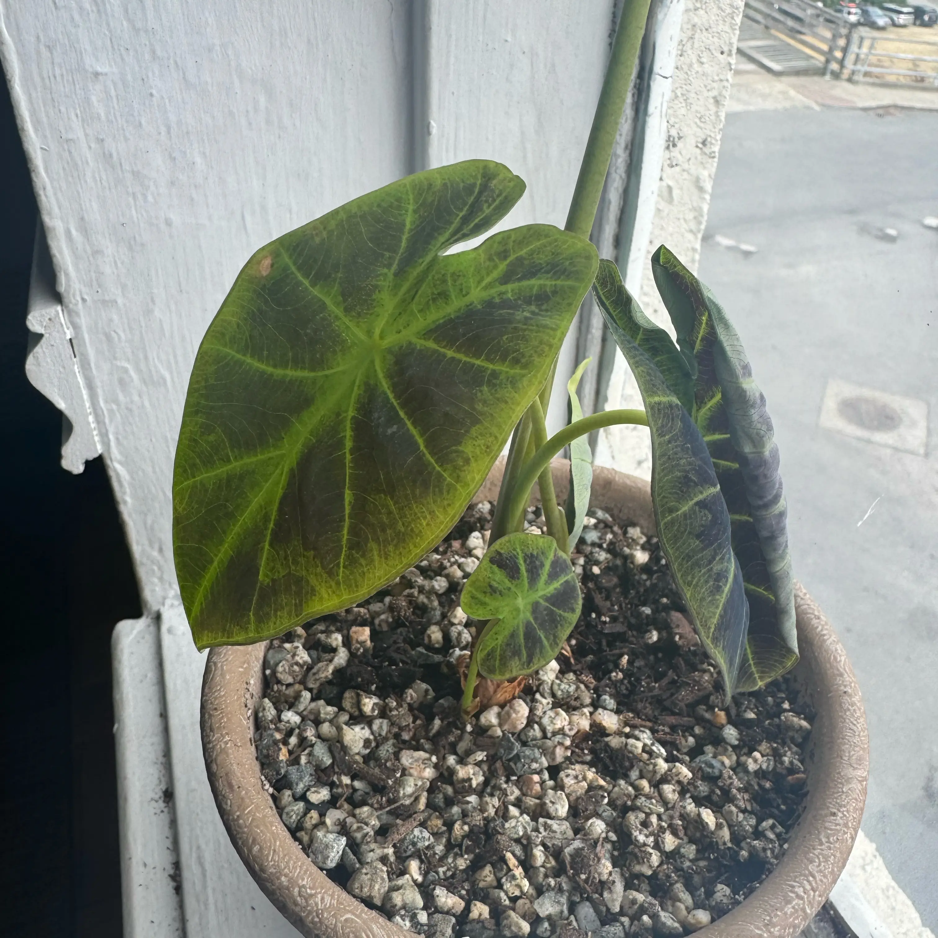 Photo of the plant species Blue Hawaii Elephant Ear by @MagicalViolet named Kawaii on Greg, the plant care app