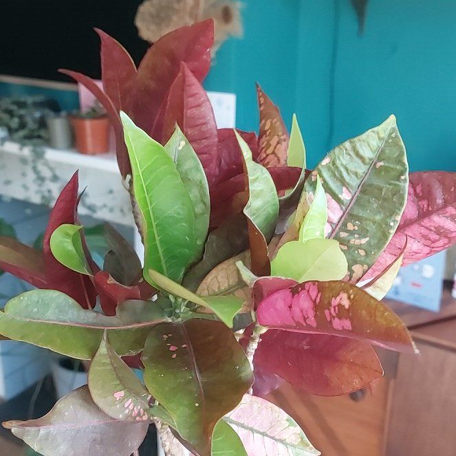 Photo of the plant species Iceton Croton by @ModestBloodroot named Sanders on Greg, the plant care app