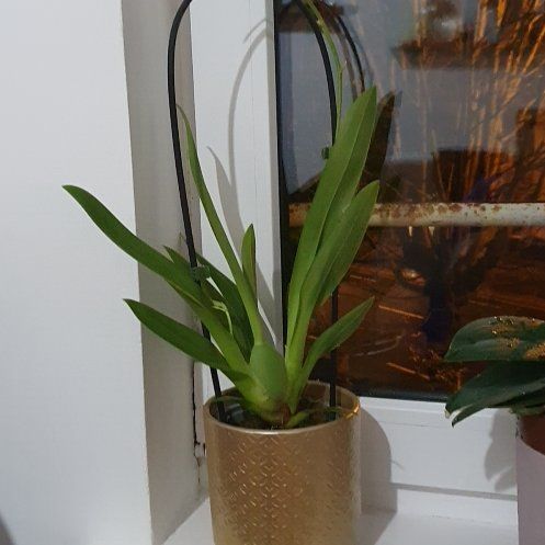 Photo of the plant species Orchid by @RulerDeergrass named Einstein on Greg, the plant care app
