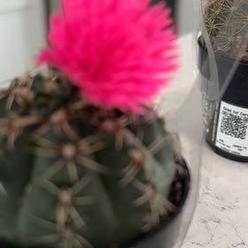 Photo of the plant species Eagle Claw by @FlawlessCat named Treeyoncé on Greg, the plant care app
