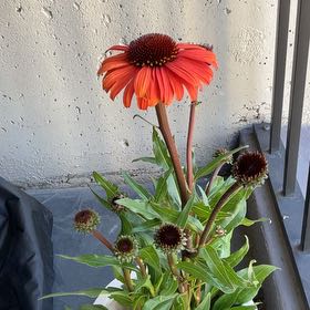 Photo of the plant species Sombrero Coneflower by @UnabashedPecan named Stella on Greg, the plant care app