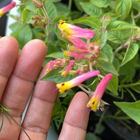 Photo of the plant species cigar plant by @UnabashedPecan named Funny face on Greg, the plant care app