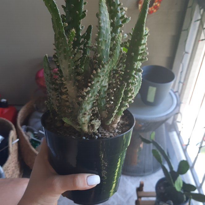 Photo of the plant species Joseph's Coat by @WhollyEuphorbia named Lavender on Greg, the plant care app