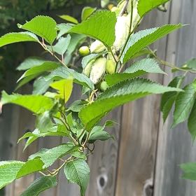 Photo of the plant species American Plum by Connie named Homer on Greg, the plant care app