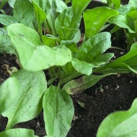 Photo of the plant species Broadleaf Forget-Me-Not by Connie named Curie on Greg, the plant care app