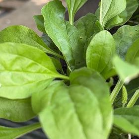 Photo of the plant species Broadleaf Plantain by Connie named Dax on Greg, the plant care app