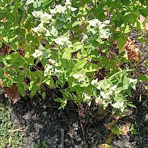 Photo of the plant species Great White Trillium by @LordSeawormwood named Sherlock on Greg, the plant care app